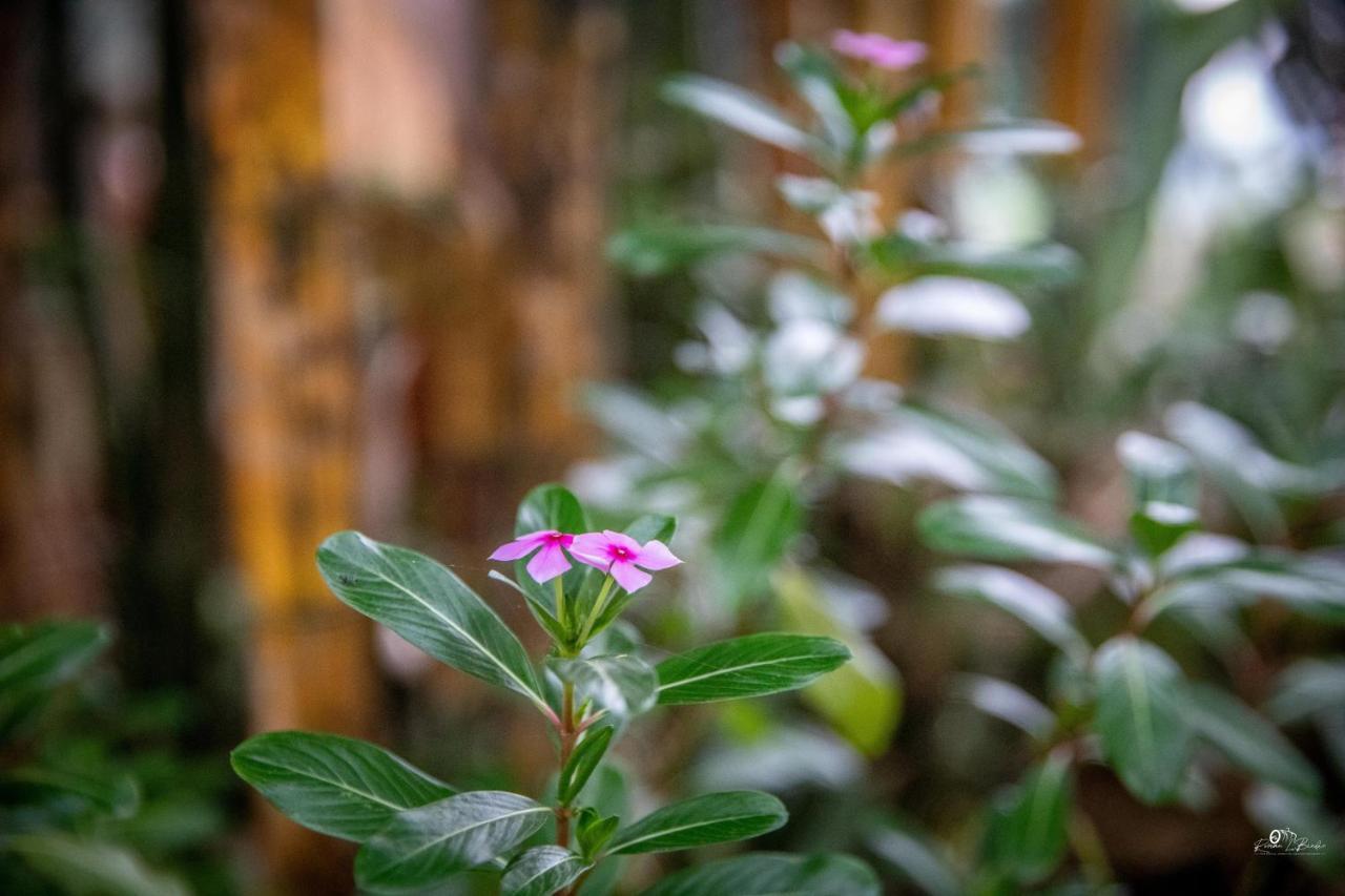 Sapa Riverside Ecolodge & Spa מראה חיצוני תמונה